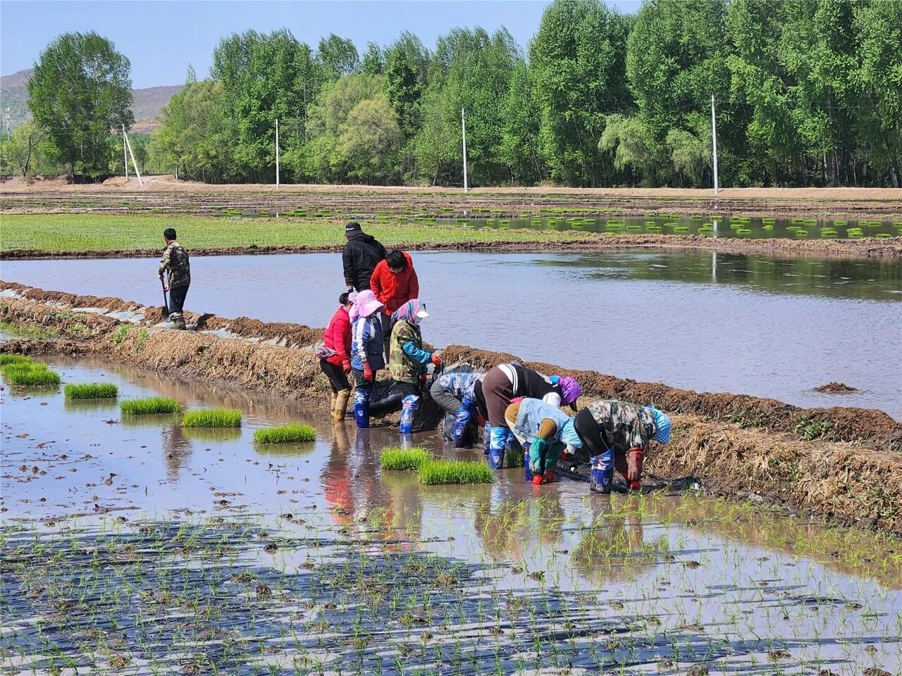 兴安黑土孕珍米 天极匠心守安心 —— 内蒙古天极农业以全链之力铸就优质米业标杆
