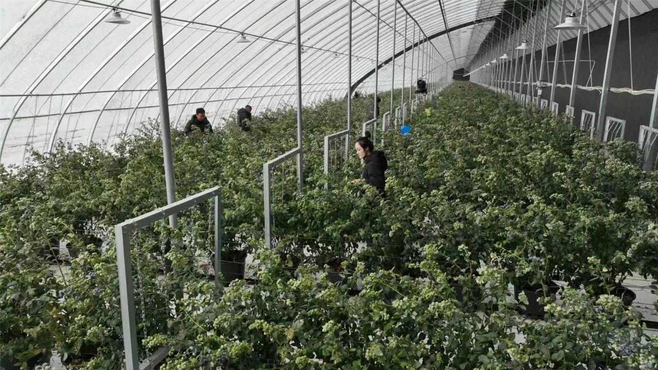 乌兰浩特市：特色产业多点开花 绘就乡村振兴新图景